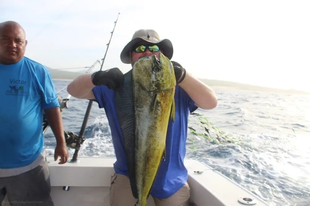 Dorado Colors Come Alive Offshore!