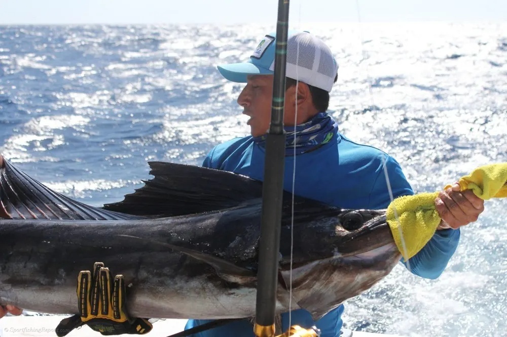 Marlin and Tuna Put Cabo on Fire