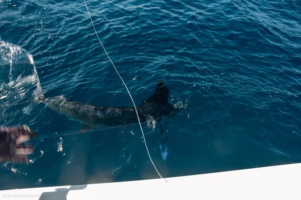 Marlin and Wahoo Make for a Remarkable Day at Sea