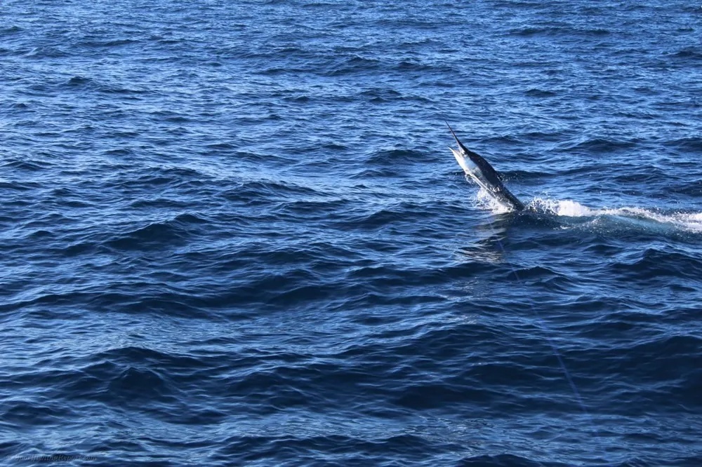 Marlin and Dorado – A Spectacular Cabo Double