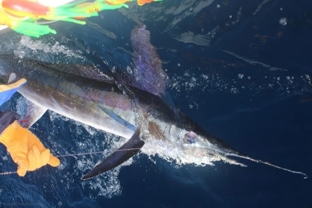 Marlin Battles and Dorado Gold Take Center Stage