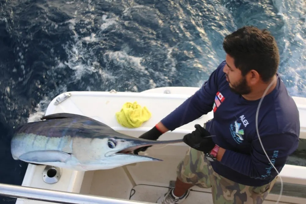 Marlin and Tuna Turn Up the Offshore Heat