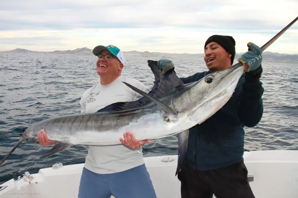 Marlin Sighted, Marlin Hooked