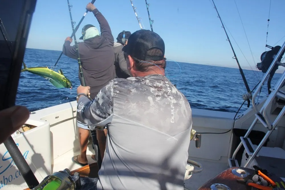 Marlin Hookups and Dorado Gold Rush