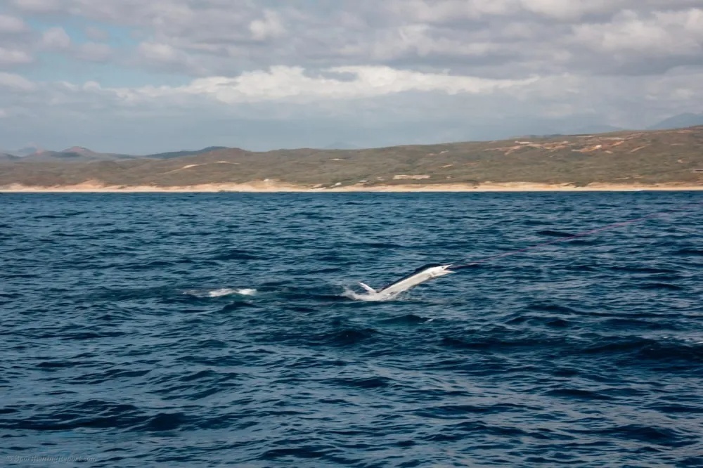 Marlin and Dorado – Pacific Fishing Perfection