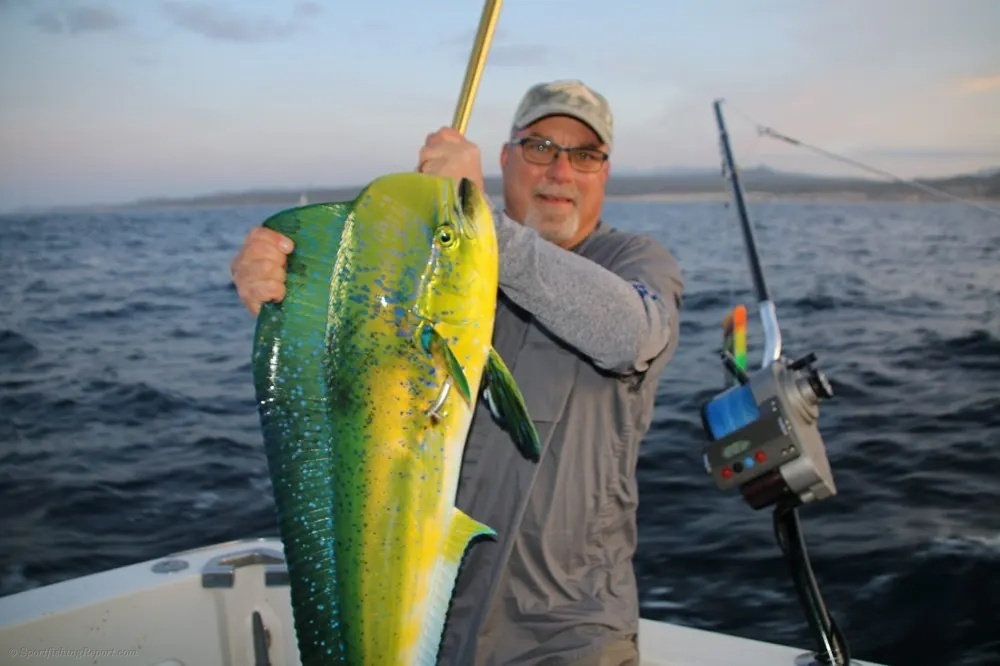 Golden Dorado Action Lights Up the Deck!