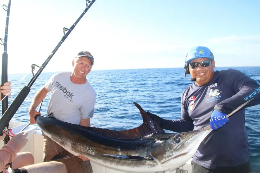 Striped Marlin Sends the Drag Singing!