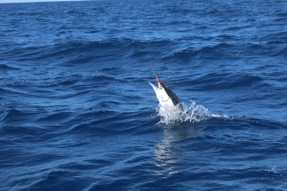 Cabo Marlin Run