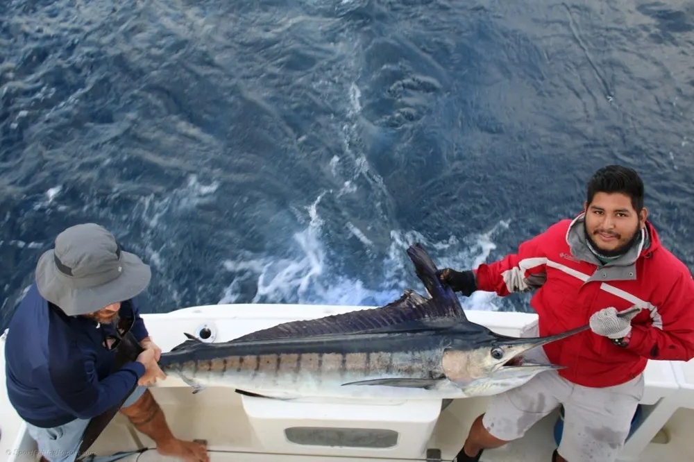 Jumping Marlin off the Pacific Side