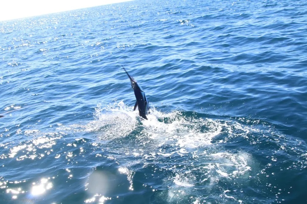 Marlin and Tuna Create Offshore Magic