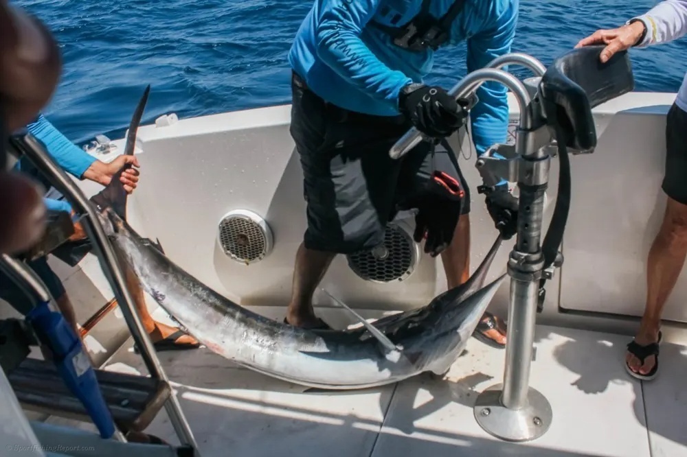 Spear and Splash: Marlin in Cabo