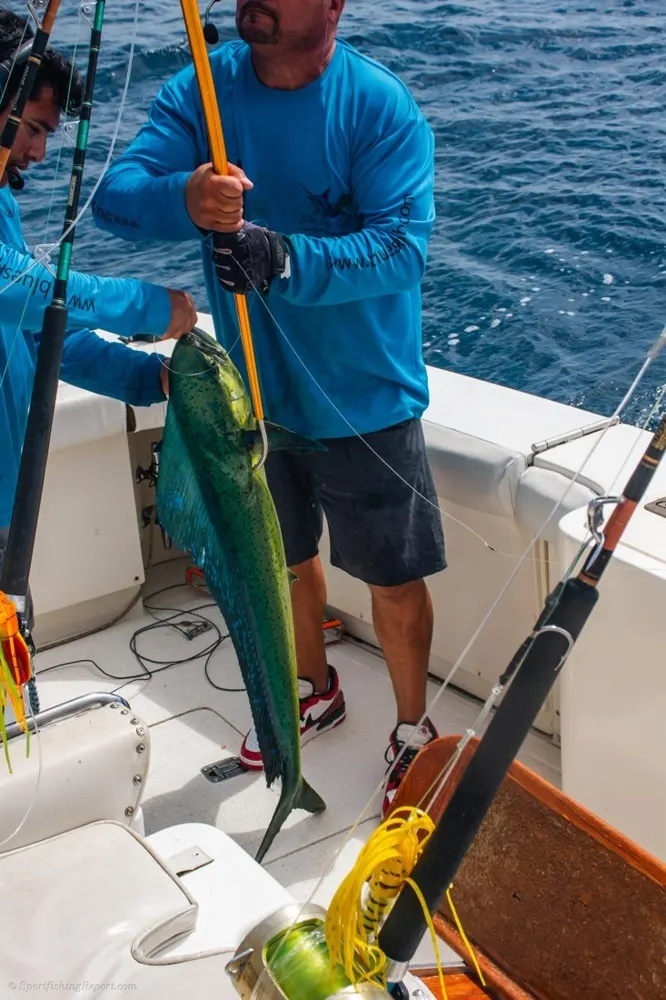 Marlin Fury and Dorado Gold Rush