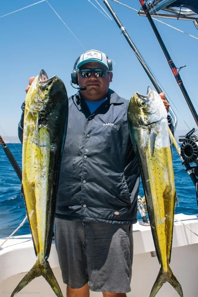 Dorado Action Delivers!