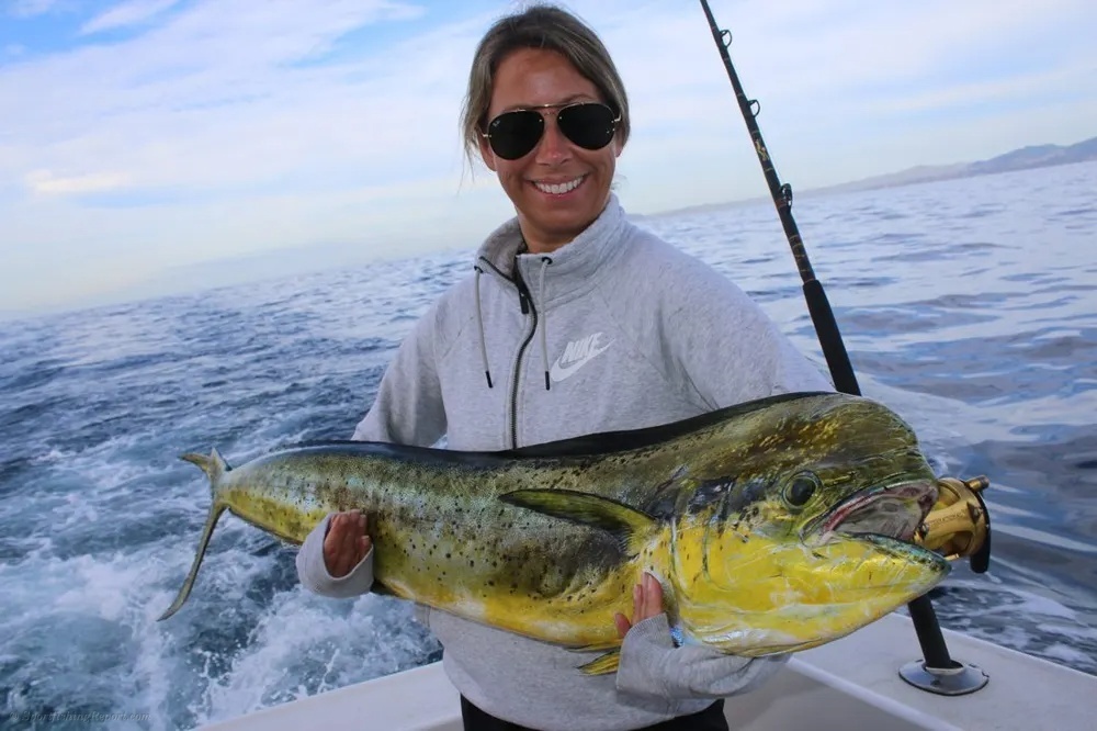 Marlin Tailwalks and Dorado Thunder