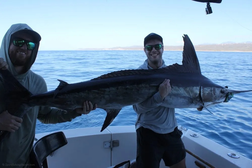 Marlin Under the Sun off Land's End
