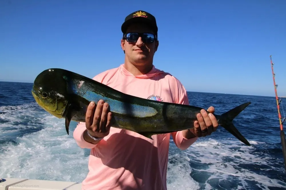 Marlin and Dorado – A Pacific Double Strike