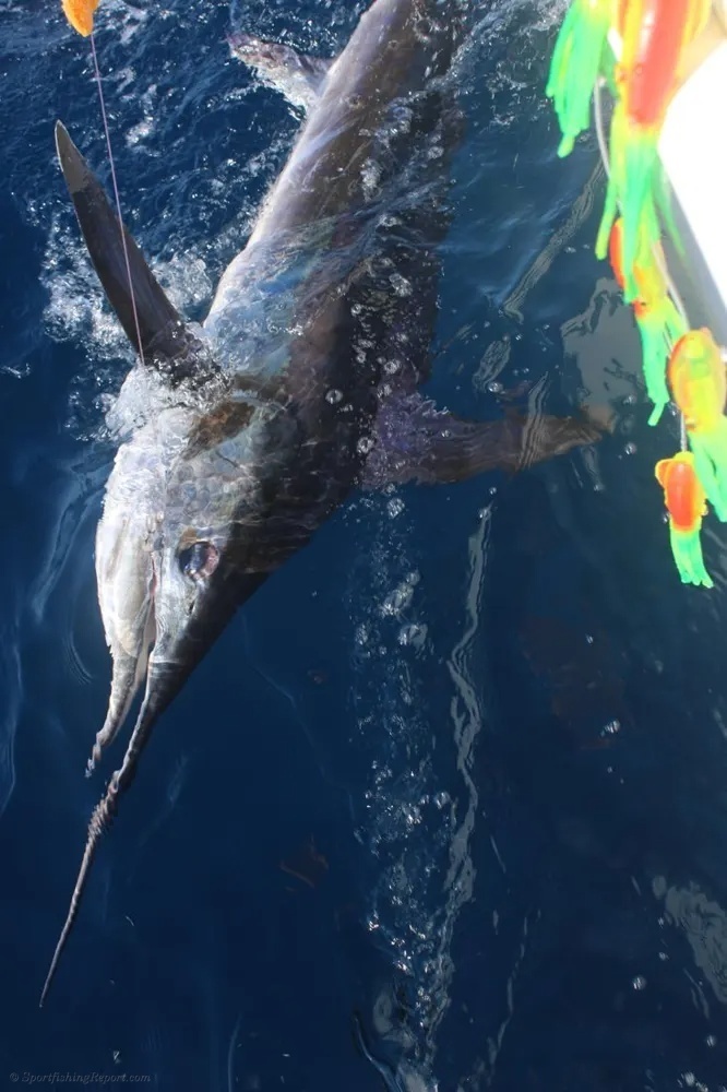Marlin Day in Los Cabos