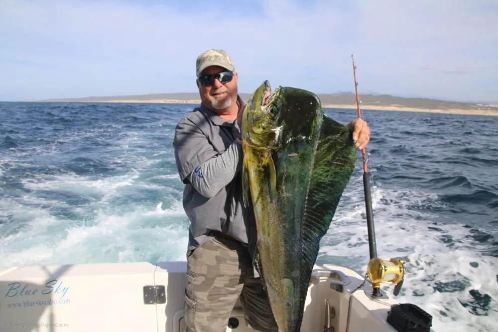 Marlin and Dorado – A Golden Day on the Water