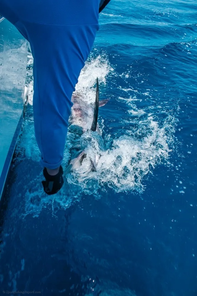 Marlin Strikes and Dorado Gold Explode