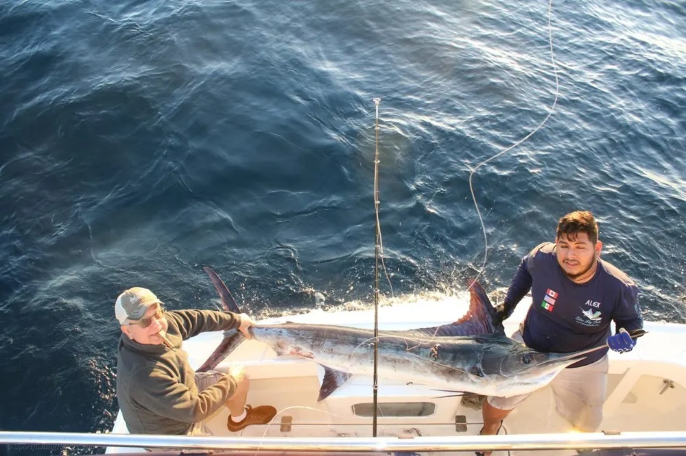 Marlin Acrobatics and Dorado Madness