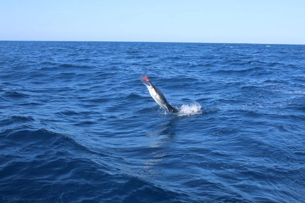Fighting Marlin in Cabo San Lucas