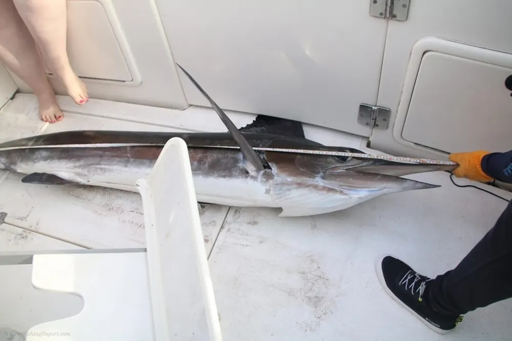 Marlin and Tuna Deliver Double the Glory