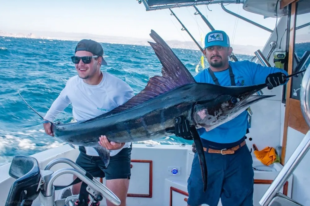 Marlin Under the Sun in Baja
