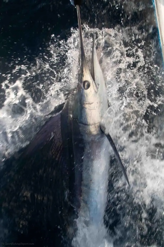 Marlin and Wahoo Highlight a Thrilling Offshore Experience
