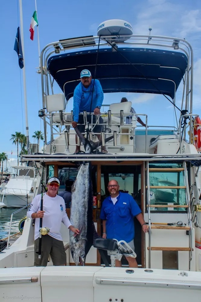 Leaping Marlin in the Sea of Cortez