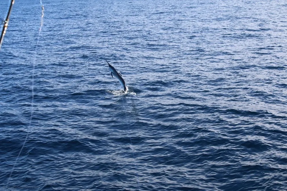 Acrobatic Marlin in Baja
