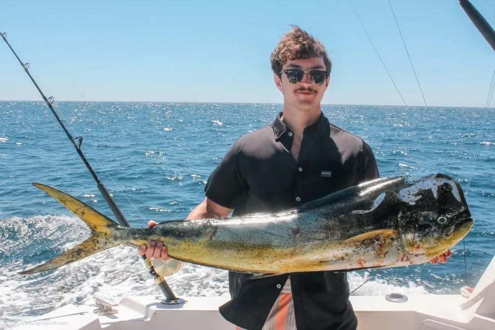 Marlin Glory and Golden Dorado Fireworks