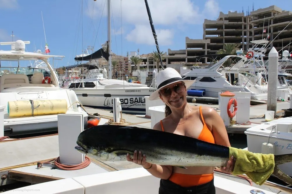 The Dorado Bite Brings Cabo Alive!