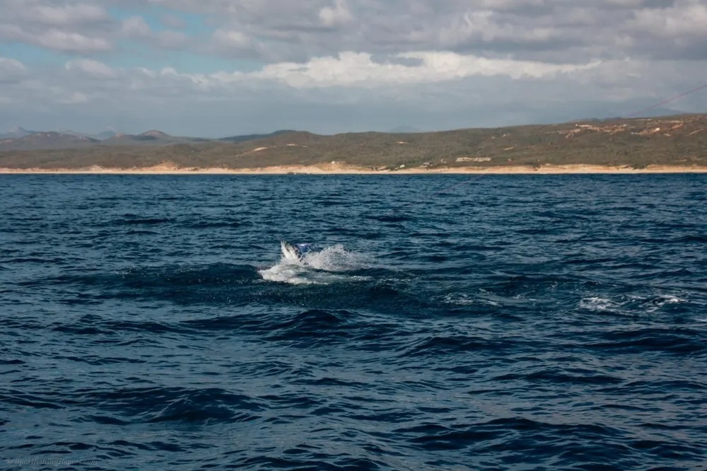 Marlin Fireworks and Dorado Frenzy Explode