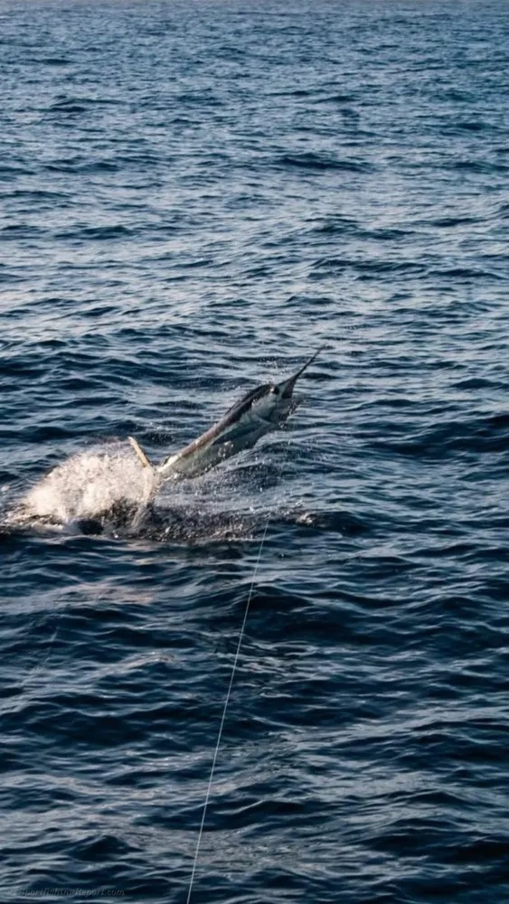 Cabo Offshore Waters Produce Marlin and Wahoo Excitement