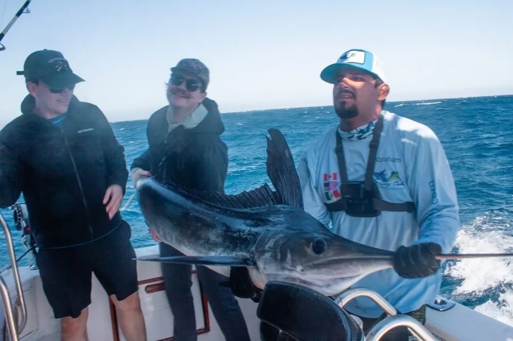 Jumping Marlin in the Sea of Cortez