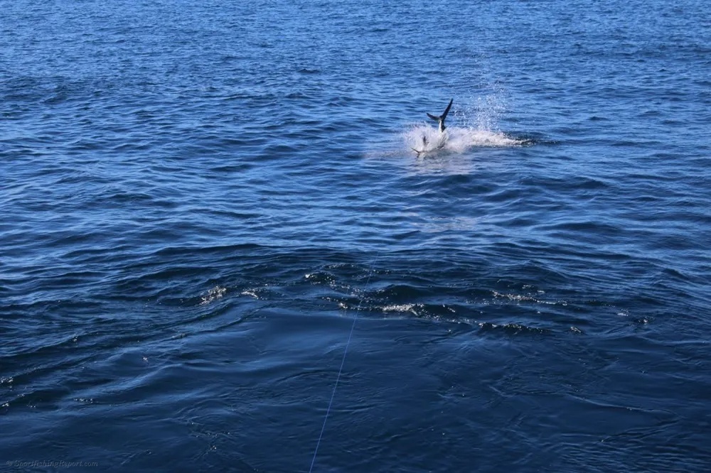 Hooked Up on Marlin off the Pacific Side