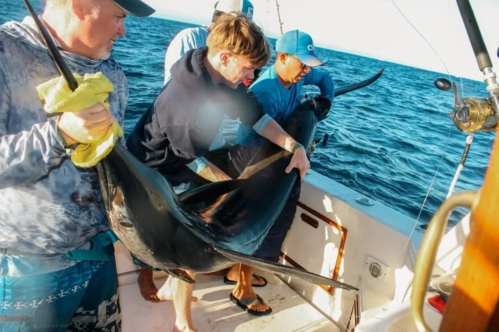 Marlin on the Line off Land's End