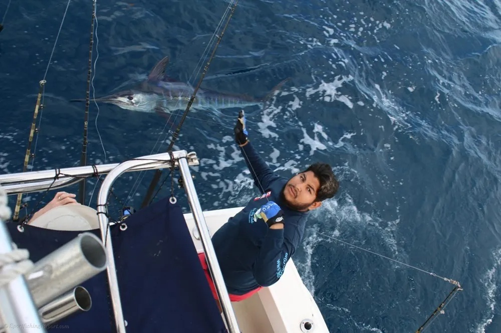 Chasing Marlin in Cabo