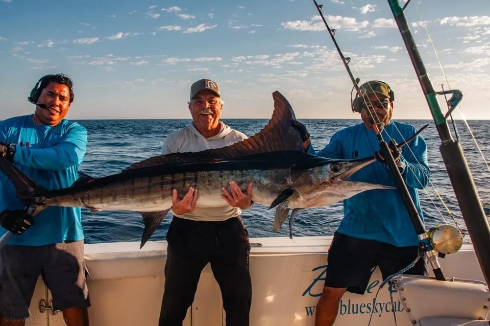Fighting Marlin in the Sea of Cortez