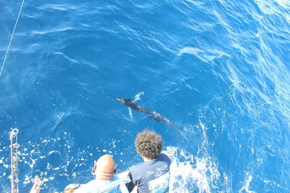 Marlin Explosions and Dorado Frenzy