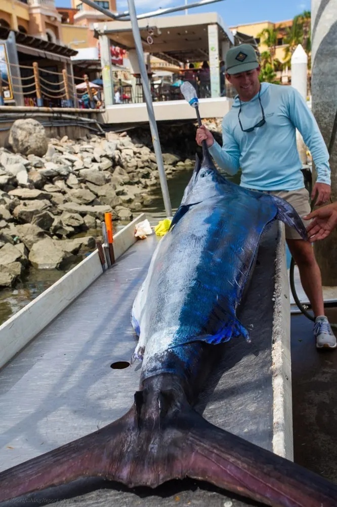Marlin Hookup off the Cabo Coast