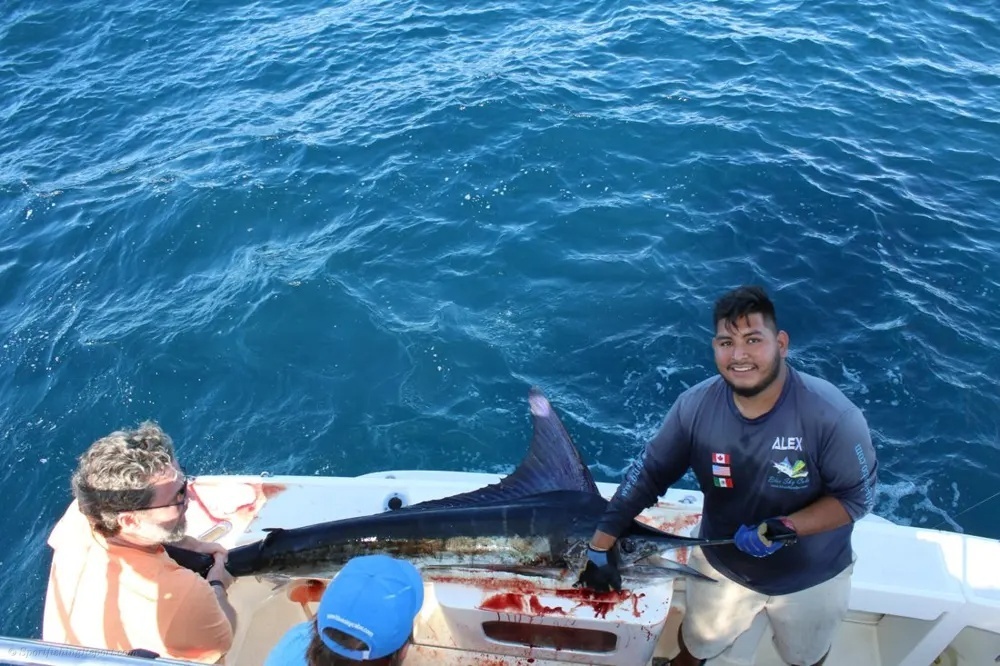 Marlin Encounter in Cabo