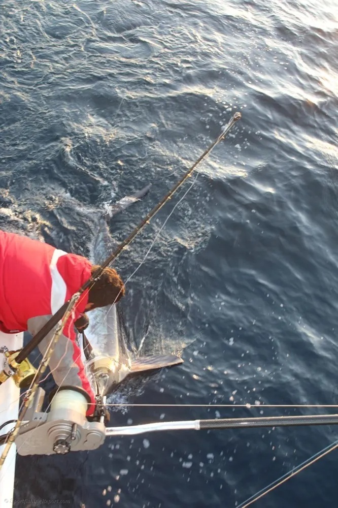 Marlin Hunt in Baja