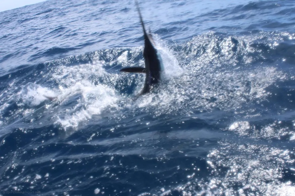 Marlin Mania in the Sea of Cortez