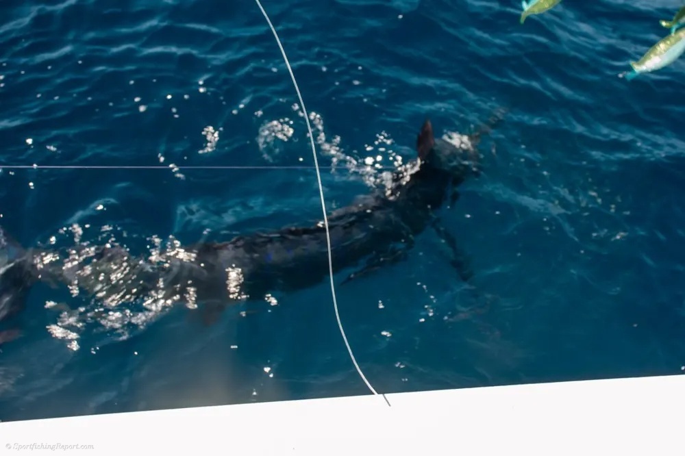 Cabo Anglers Enjoy a Spectacular Marlin and Wahoo Day