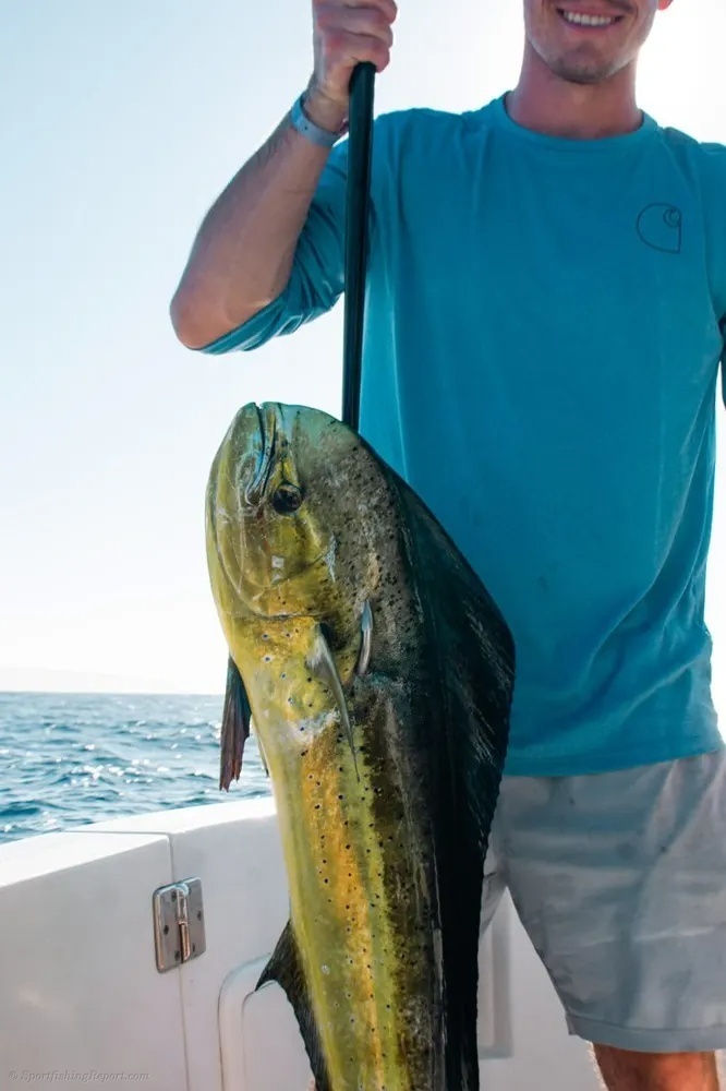 Marlin Fury and Dorado Lightning