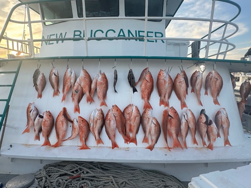 💯 RED SNAPPER REPORTS ARE IN!