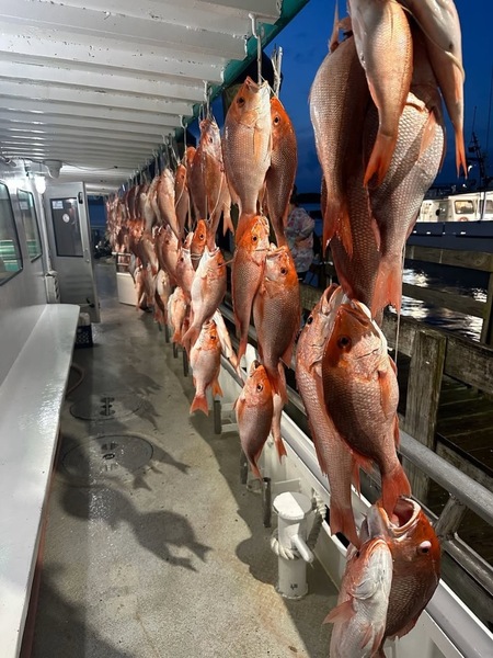 🐠Red Snapper are still runnin'!