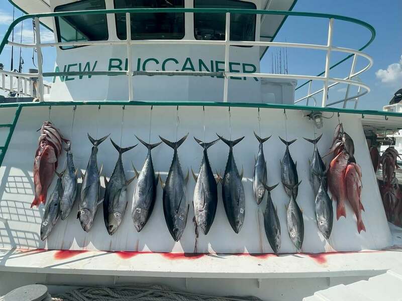 🐟 Tuesday Recap – Safari Trip Success!