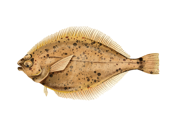 Sanddab / Citharichthys sordidus / Fish Database